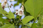 Southern catalpa